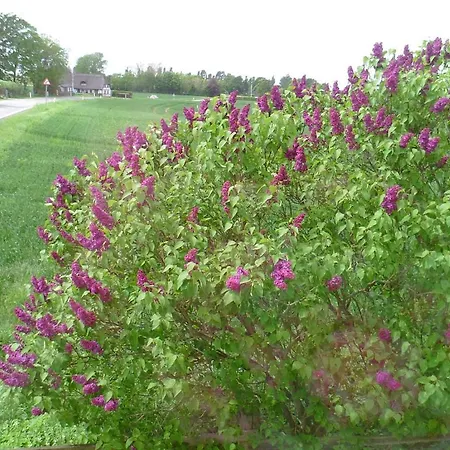 بيت ضيافة Svalegaarden *