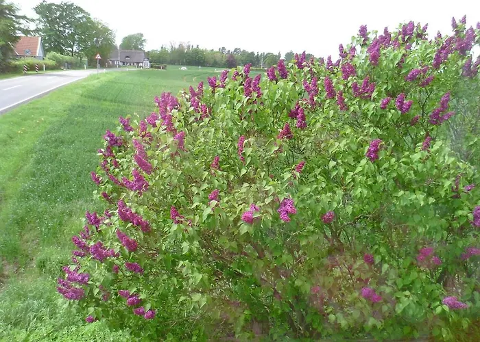 Guest house Svalegaarden *